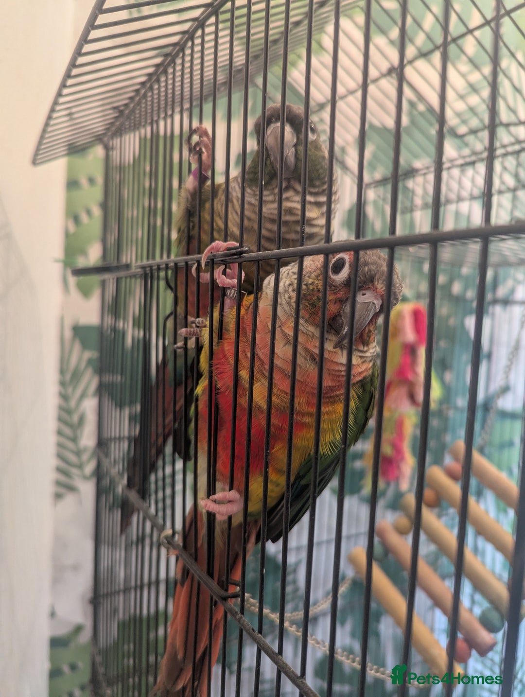 Conures birds for sale: Pair of Conures male and female 250.00 ono - Image 2