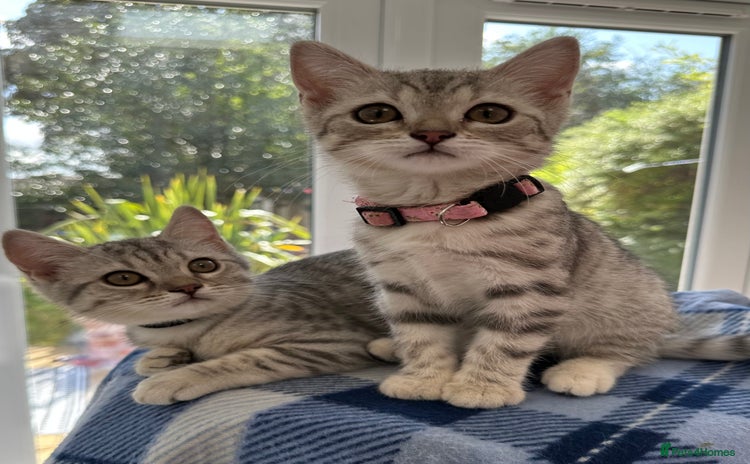 British Shorthair cats - Advert 5