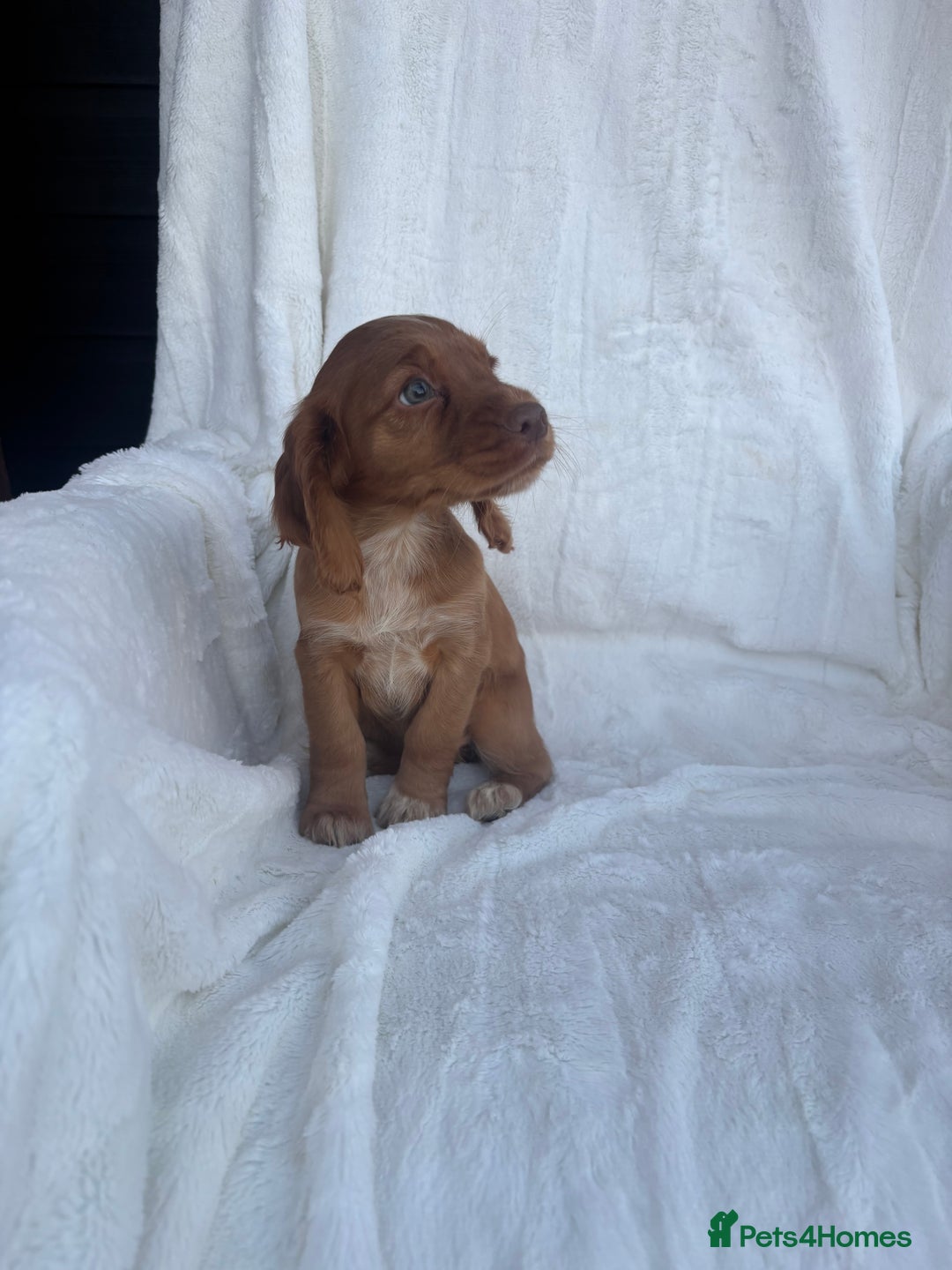 Cocker Spaniel dogs for sale: Gorgeous red cocker spaniels puppies  - Image 12