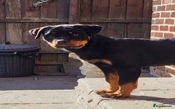 Rottweiler dogs for sale: Kc Show Quality Puppy Bitch!! in Chester-le-Street - Image 4