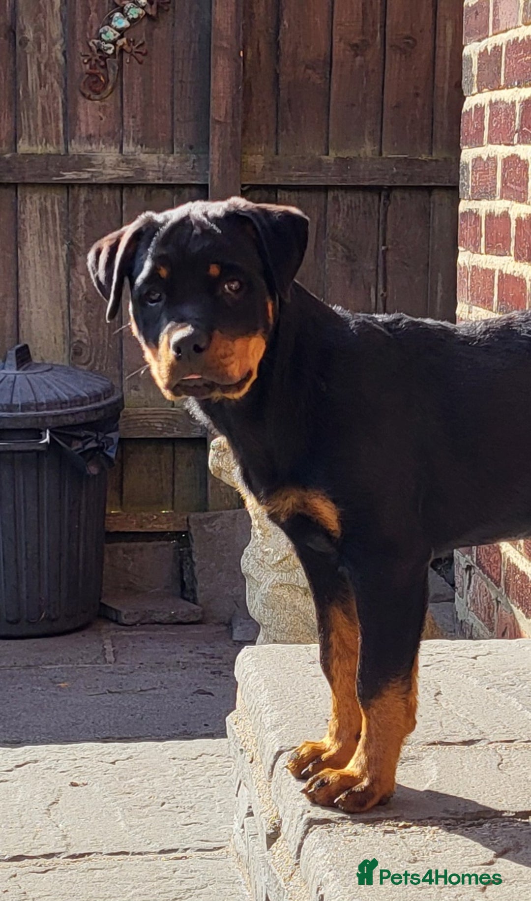 Rottweiler dogs for sale: Kc Show Quality Puppy Bitch!! in Chester-le-Street - Image 4