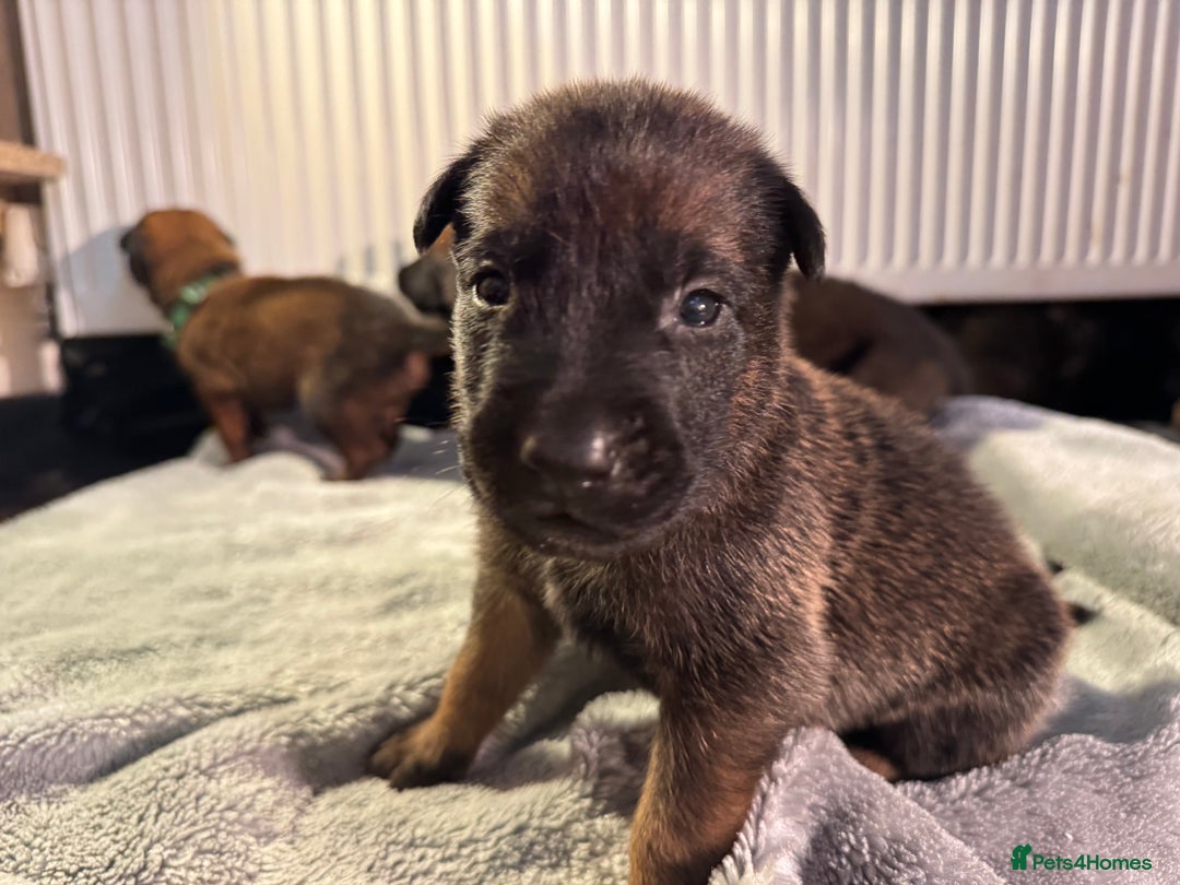 Belgian Shepherd Dog dogs for sale: Belgian Malinois puppies KC registered in Hartlepool - Image 23