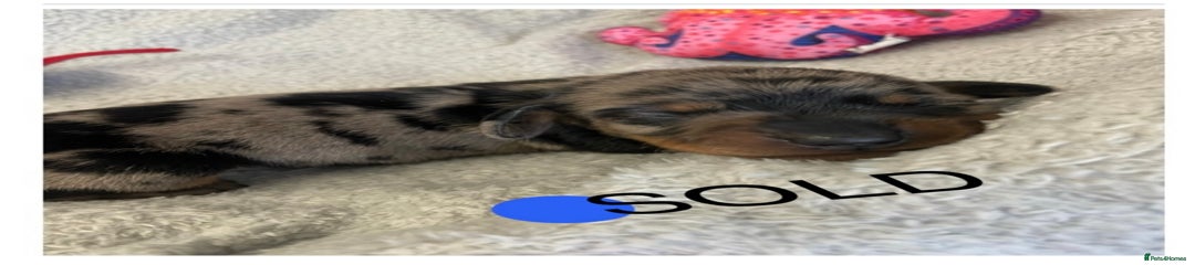 Silver Dapple & Tan Boy Blue Collar