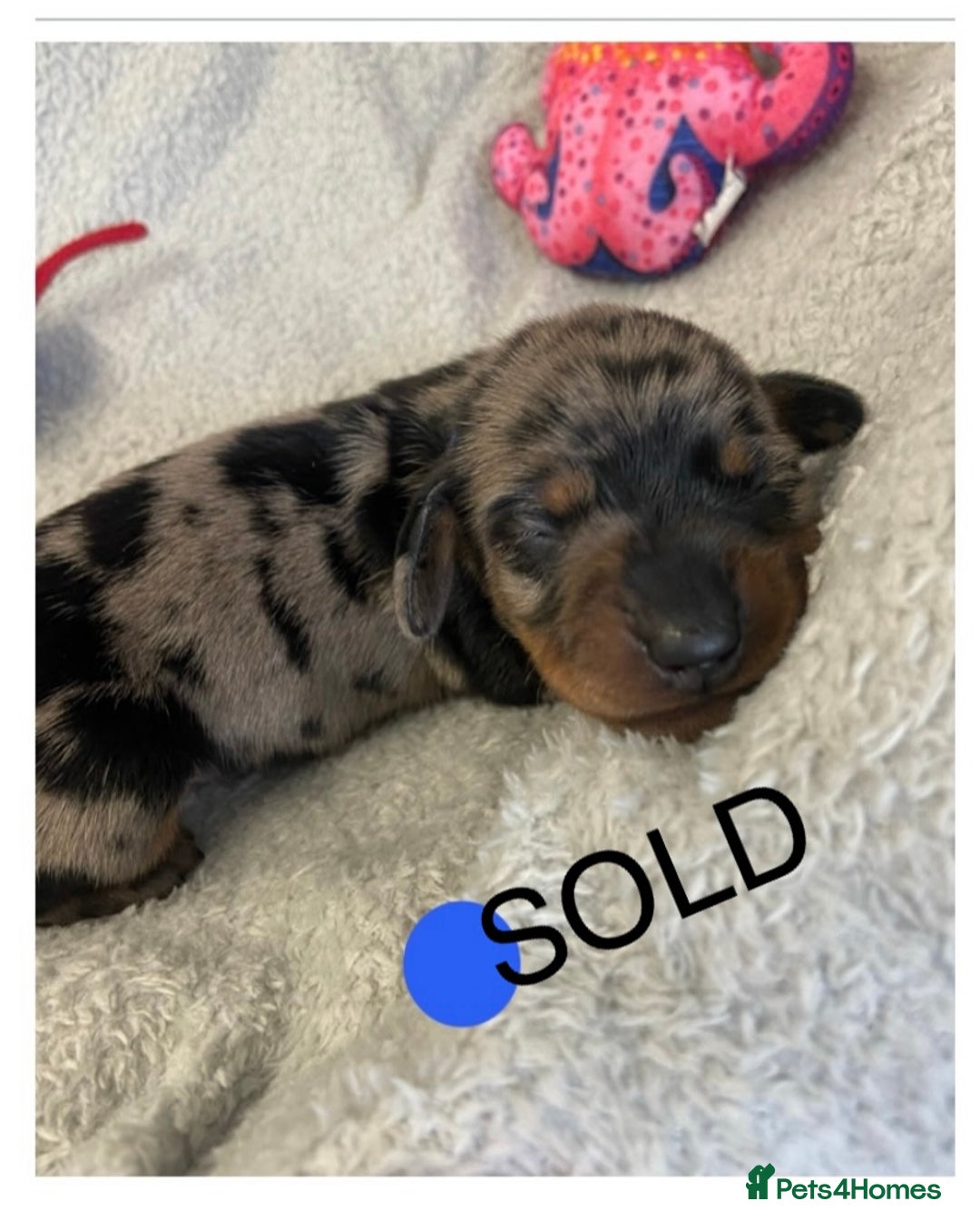 Miniature Dachshund dogs for sale: Miniature Dachshund Smooth Puppies KC Reg - Advert 7
