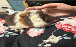 Guinea Pig rodents for sale: Guinea pig babies  - Image 4