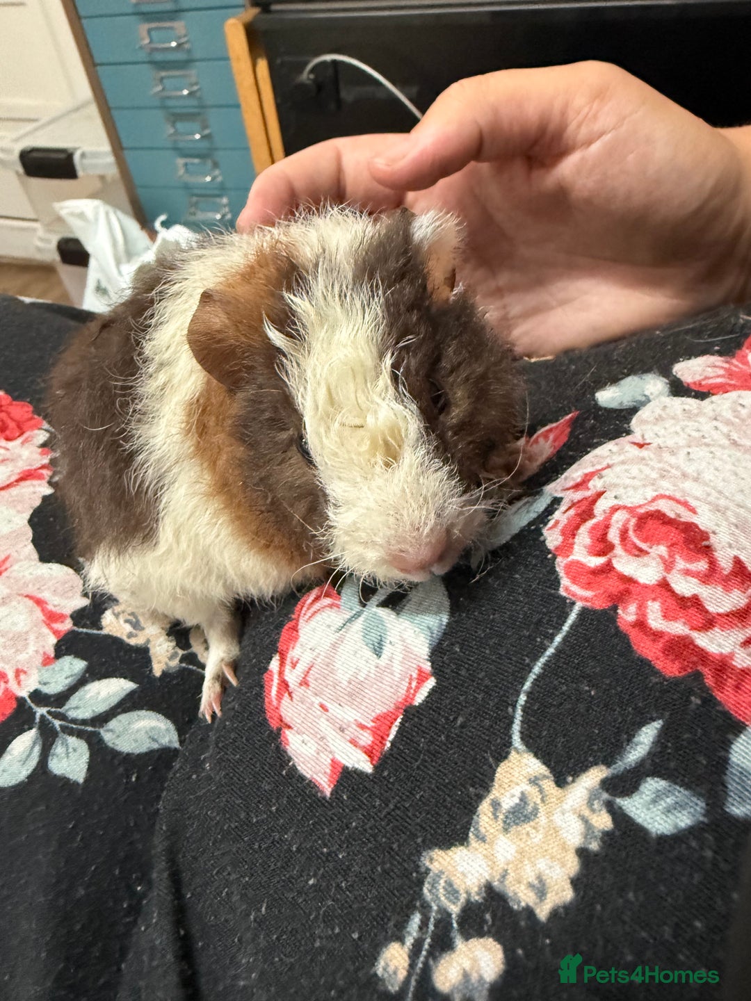 Guinea Pig rodents for sale: Guinea pig babies  - Image 4