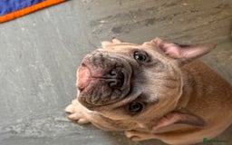 French Bulldog dogs for sale: French bulldogs puppies - Image 14