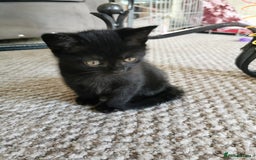 British Shorthair cats for sale: Beautiful male British short hair cross kittens  - Image 4
