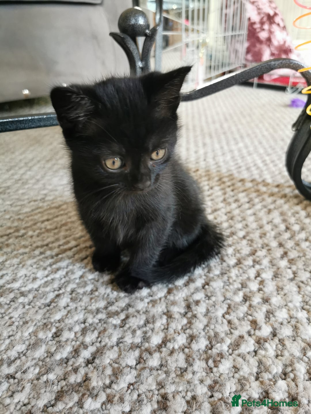 British Shorthair cats for sale: Beautiful male British short hair cross kittens  - Image 4