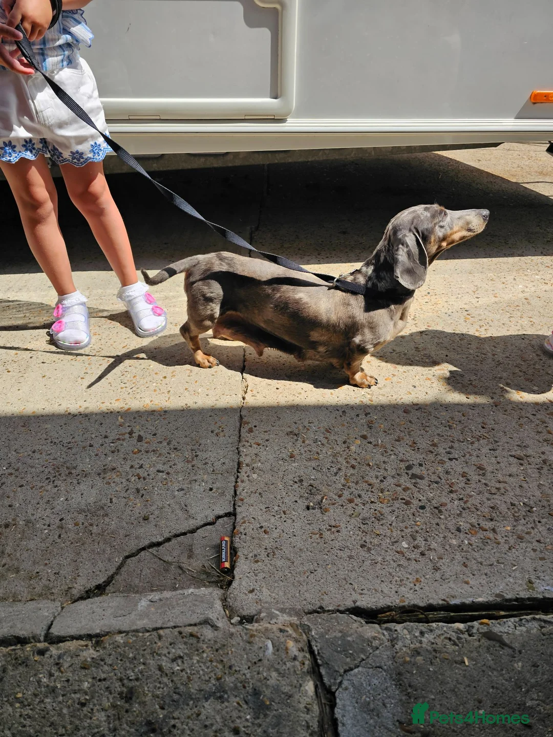 Dachshund dogs for sale: Miniture dachshund puppies  in Woking - Advert 1