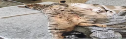 Bengal cats for sale: Beautiful bengal female cat  in Barry - Advert 6