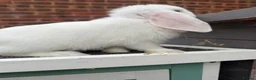 Mini Lop rabbits for sale: Rex/mini lop/mini lop x lion head bunnies. - Advert 21