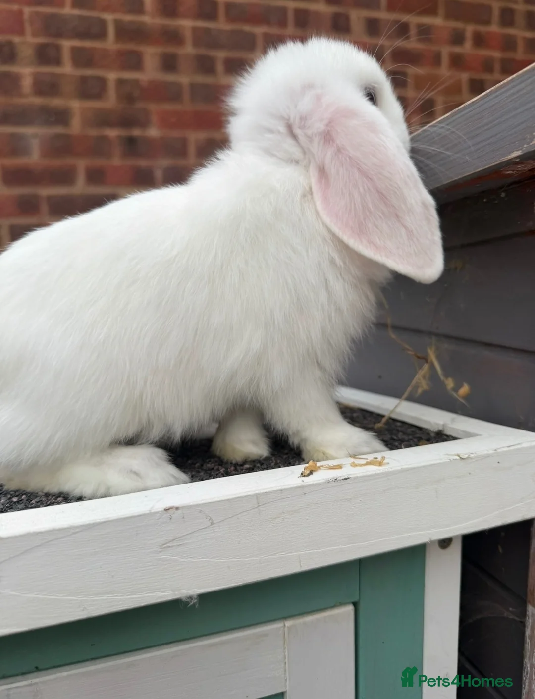 Mini Lop rabbits for sale: Rex/mini lop/mini lop x lion head bunnies. - Advert 21