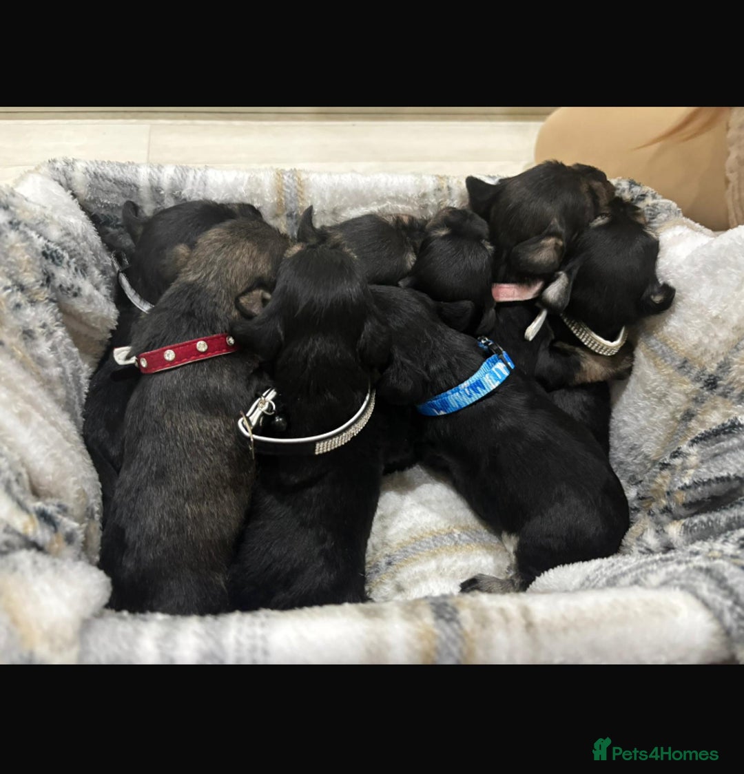 Miniature Schnauzer dogs for sale: 8 beautiful kc registered miniature schnauzer pups - Image 6