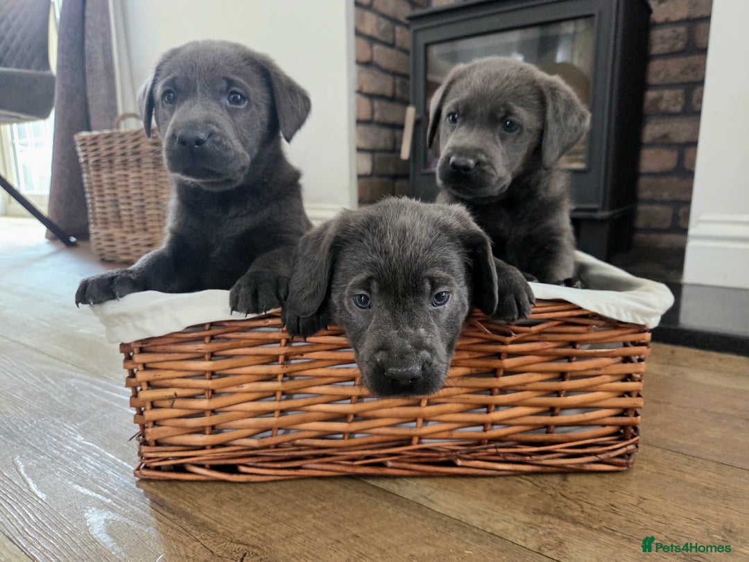 Labrador Retriever dogs for sale: 🩶 beautiful silver/Charcoal KC reg puppies 🩶 - Image 15