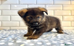 German Shepherd dogs for sale: KC Registered German Shepard Babies 🐾🐾🐾 - Image 14