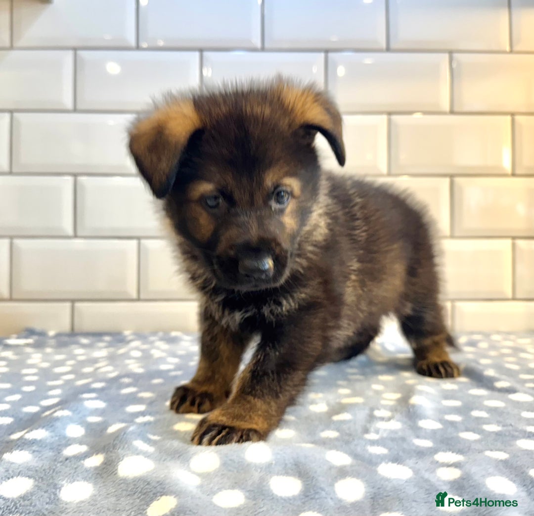 German Shepherd dogs for sale: KC Registered German Shepard Babies 🐾🐾🐾 - Image 14