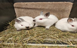 Netherland Dwarf rabbits for sale: Male Himalayan Netherland Dwarfs  - Image 4