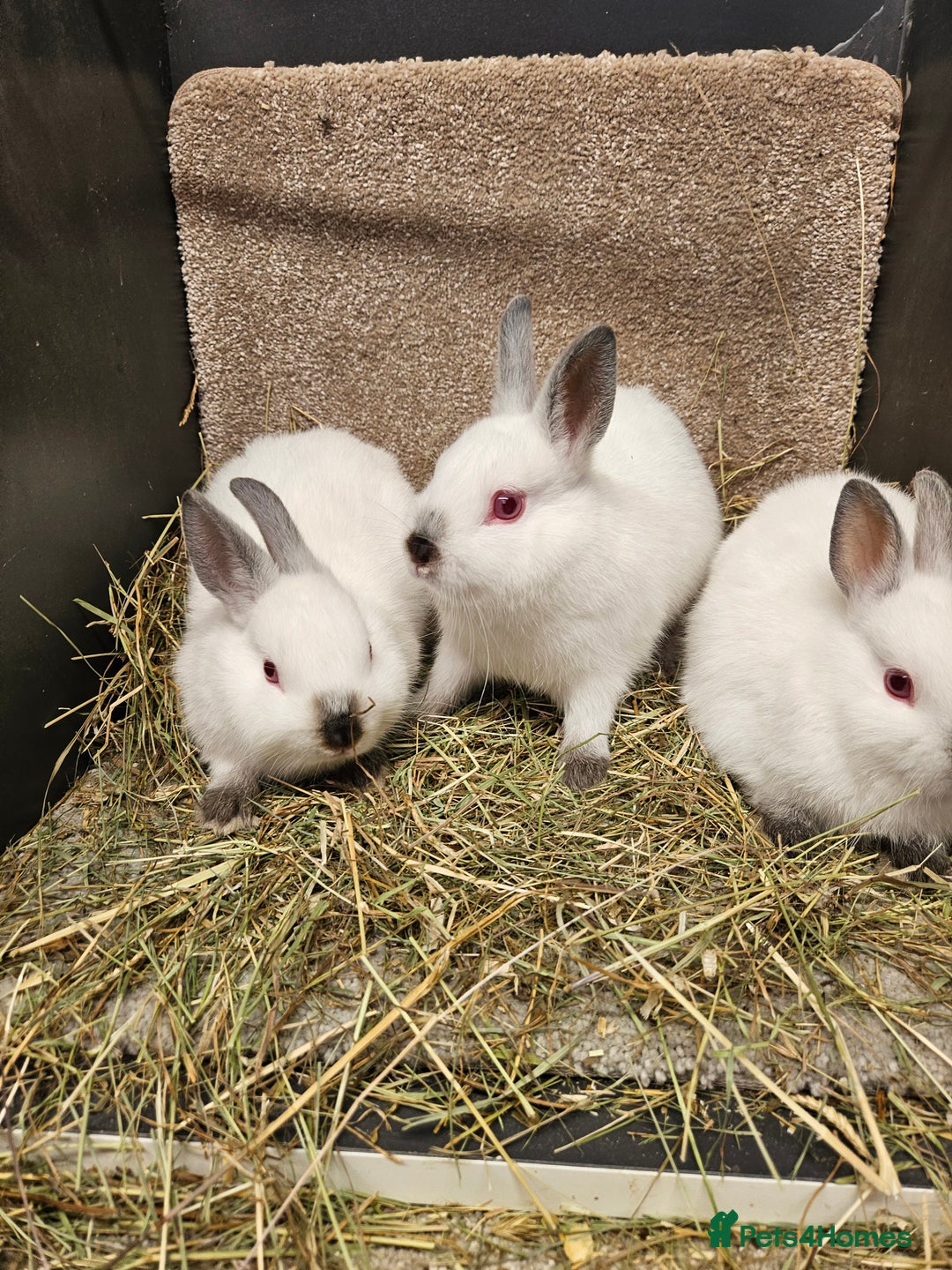 Netherland Dwarf rabbits for sale: Male Himalayan Netherland Dwarfs  - Image 4