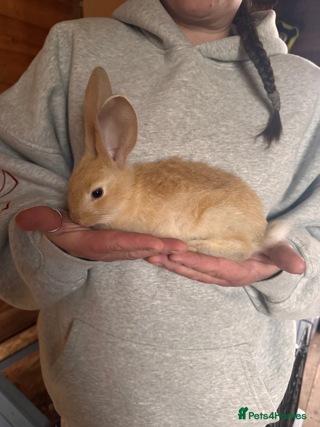 Continental Giant rabbits for sale: Pure Bred Continental Giant Rabbits  - Image 29