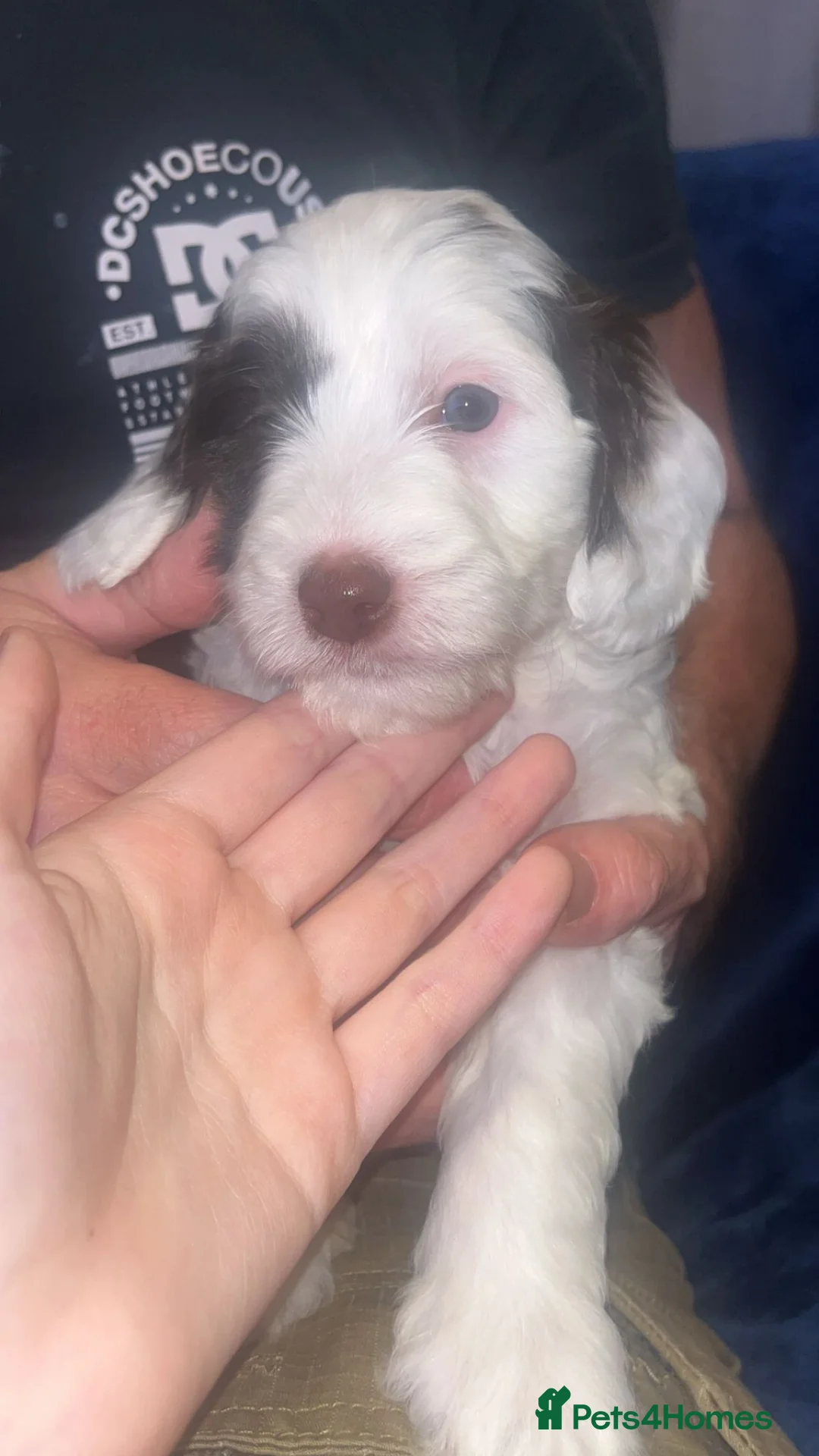 Cockapoo dogs for stud: Proven F1 cockerpoo for Stud in Sutton-in-Ashfield - Advert 26