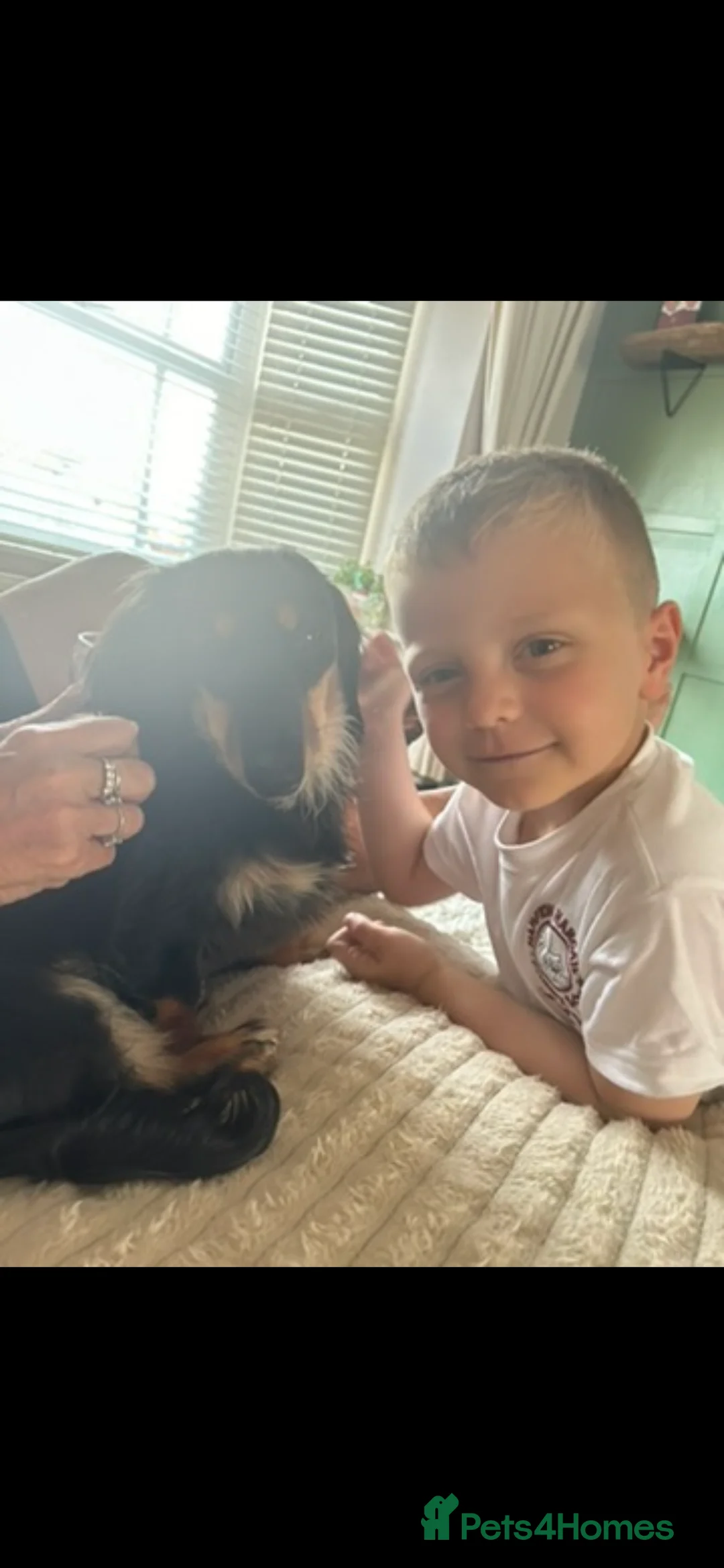 Miniature Dachshund dogs for sale: Family dogs long hair KC Reg Miniature Dachshund   - Advert 3