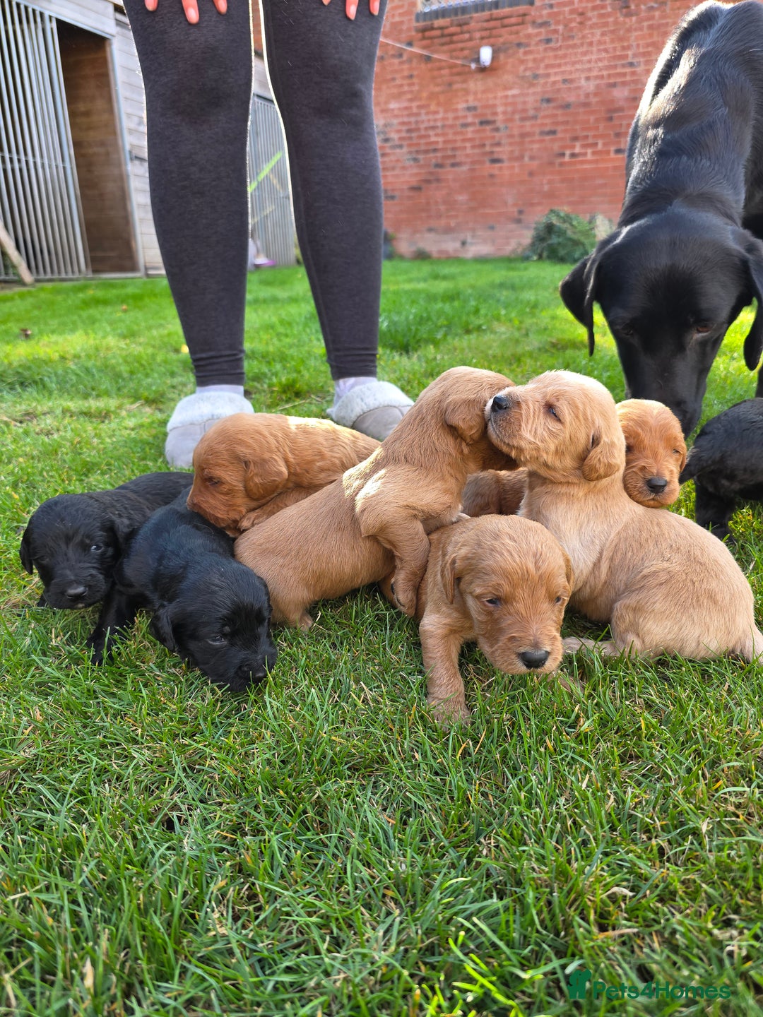 Labradoodle dogs for sale: F1 Labradoodles.  - Image 1