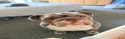Mixed Breed dogs for sale: English Bulldog X French Bulldog Hybrids in Bognor Regis - Advert 2