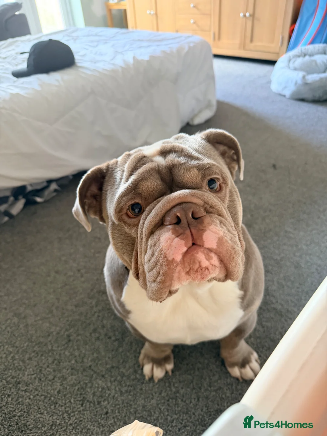Mixed Breed dogs for sale: English Bulldog X French Bulldog Hybrids in Bognor Regis - Advert 2