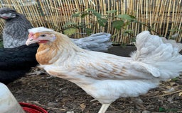 Chickens poultry for sale: Point of Lay Chickens- Colourful eggs - Image 2