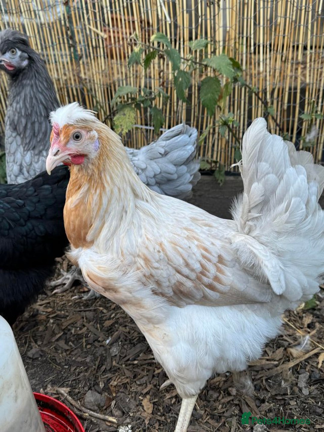 Chickens poultry for sale: Point of Lay Chickens- Colourful eggs - Image 2
