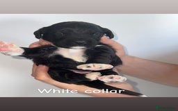 Cockapoo dogs for sale: 🐶 Adorable cockapoos 🐶 - Image 4