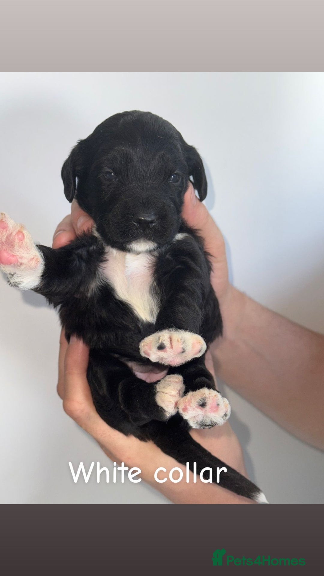 Cockapoo dogs for sale: 🐶 Adorable cockapoos 🐶 - Image 4