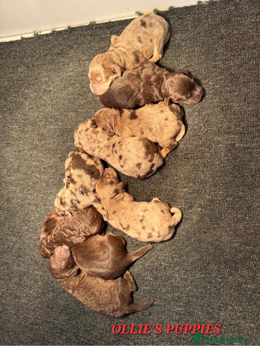 Goldendoodle dogs for stud: FULLY HEALTH TESTED! MOYEN POODLE STUD! in Kettering - Image 37