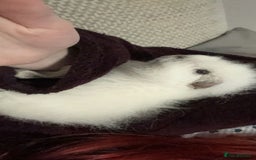 Guinea Pig rodents for sale: Male guinea pig  - Image 1