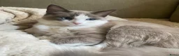 Ragdoll cats for sale: Ragdoll kitten  - Advert 2
