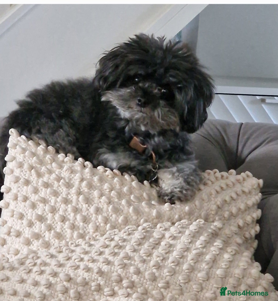 Chipoo dogs for stud: Chipoo for stud only - Image 1