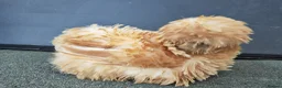 Chickens poultry for sale: USA silkie chicks/ hatching eggs CPQ quails - Advert 22