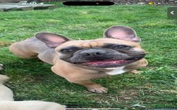 French Bulldog dogs for sale: Beautiful chunky Frenchie pups - Image 12