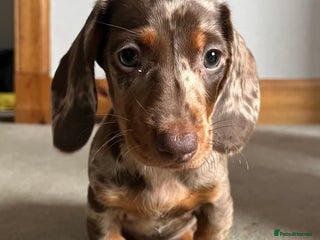 Dachshund dogs for sale - Advert 1
