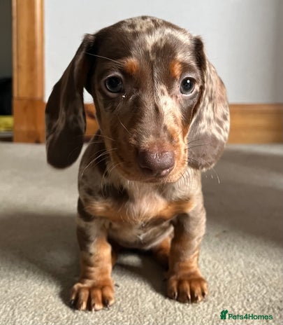 Dachshund dogs - Advert 1