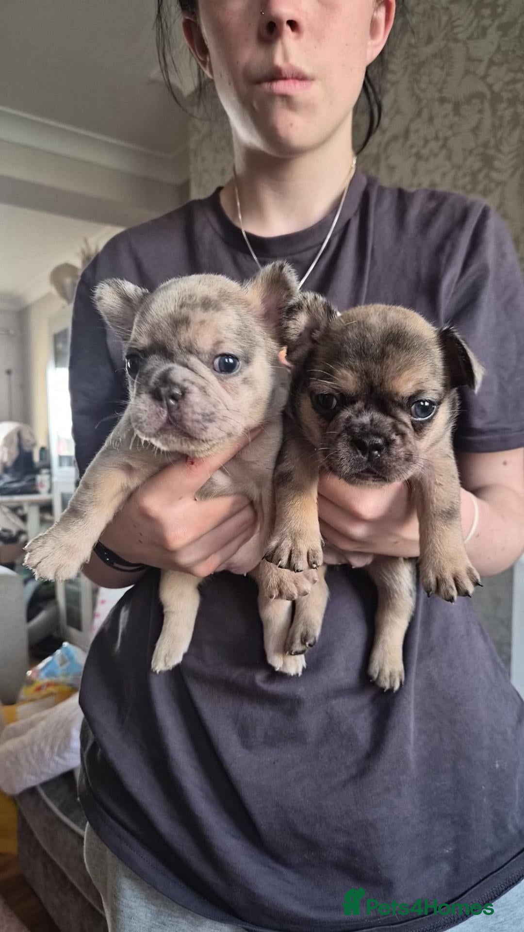 French Bulldog dogs 6 stunning french bulldog puppies - Advert 12