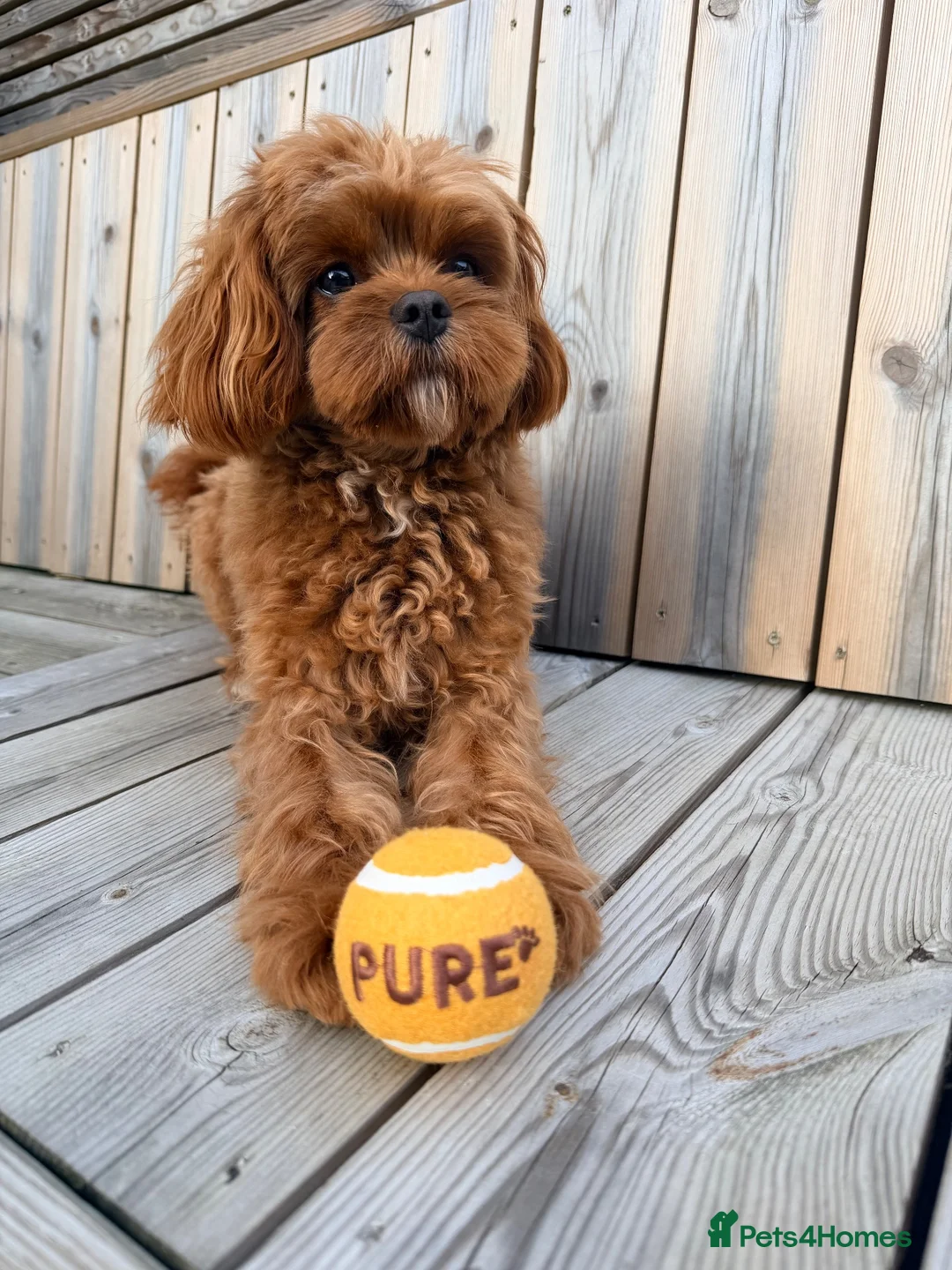 Cavapoo dogs for stud: F1 Cavapoo for Stud DNA Health Checked  - Advert 2