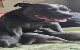 Staffordshire Bull Terrier dogs for sale: Pretty blue Staffy pups . - Advert 7