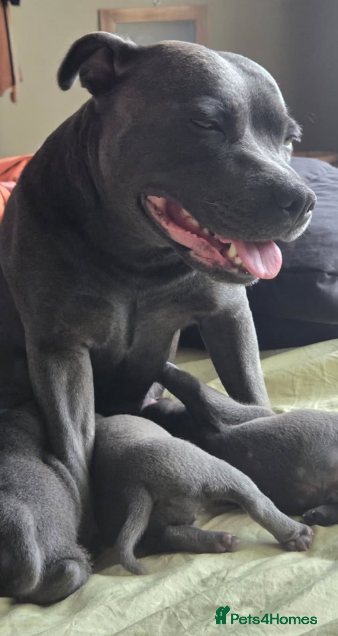 Staffordshire Bull Terrier dogs for sale: Pretty blue Staffy pups . - Advert 7