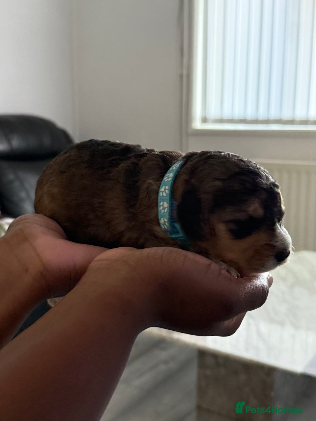 Cockapoo dogs for sale: 5 Beautiful Cockapoo Puppies  - Image 7