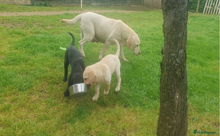 Labrador Retriever dogs - Advert 10
