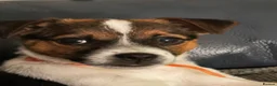Mixed Breed dogs for sale: Jack Russell  - Advert 4