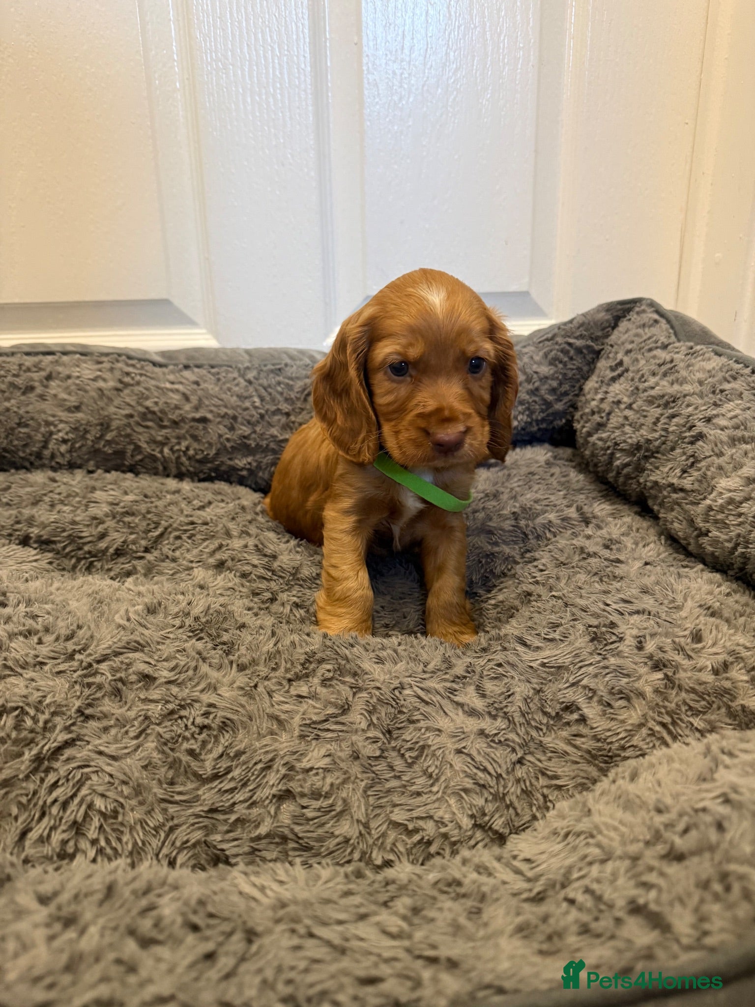 Cocker Spaniel dogs Pedigree Cocker Spaniel Puppies  - Advert 1