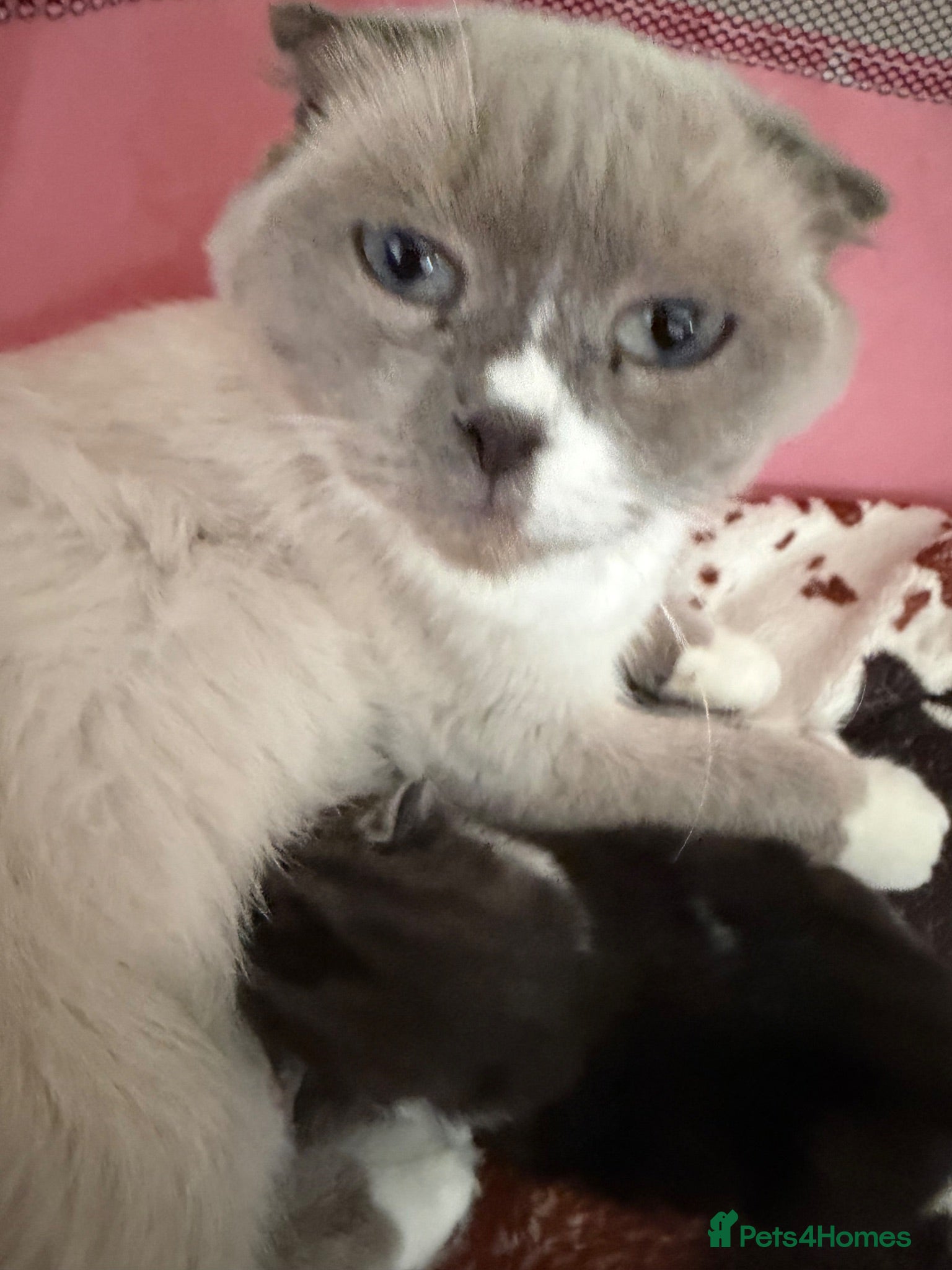 Scottish Fold cats Persian Scottish folds - Advert 12